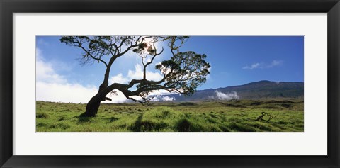 Framed Koa Tree On A Landscape, Mauna Kea, Big Island, Hawaii, USA Print