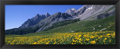 Framed Flowers Growing On A Field, French Riviera, France Print