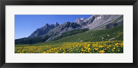 Framed Flowers Growing On A Field, French Riviera, France Print