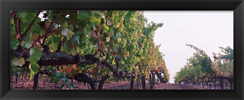 Framed Crops in a vineyard, Sonoma County, California, USA Print