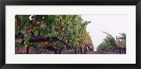 Framed Crops in a vineyard, Sonoma County, California, USA Print