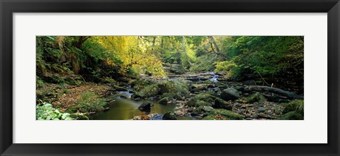 Framed Stream Flowing Through Forest, Eller Beck, England, United Kingdom Print