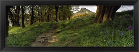 Framed Path Running Through A Forest, Newton Wood, Yorkshire, England, United Kingdom Print