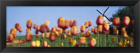 Framed Tulip Flowers With A Windmill In The Background, Holland, Michigan, USA Print