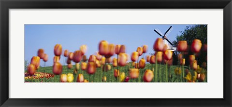 Framed Tulip Flowers With A Windmill In The Background, Holland, Michigan, USA Print