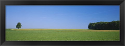 Framed Tree in a field, Germany Print