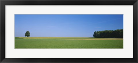 Framed Tree in a field, Germany Print