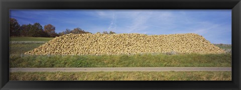 Framed Heap Of Sugar Beets In A Field, Stuttgart, Baden-Wurttemberg, Germany Print