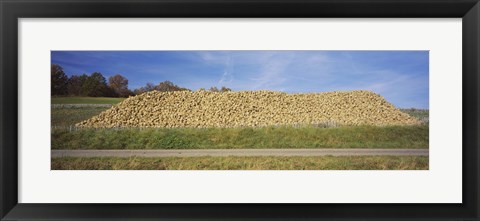 Framed Heap Of Sugar Beets In A Field, Stuttgart, Baden-Wurttemberg, Germany Print