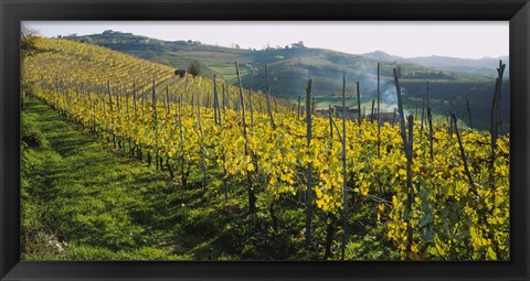 Framed Panoramic view of vineyards, Peidmont, Italy Print