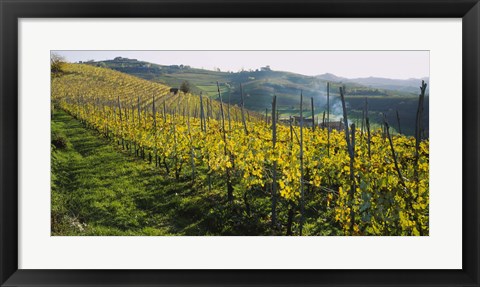 Framed Panoramic view of vineyards, Peidmont, Italy Print