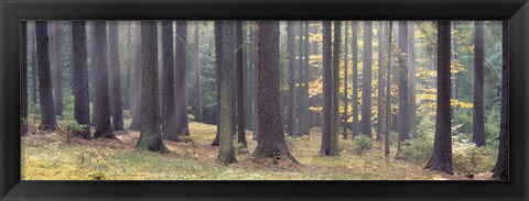 Framed Trees in the forest, South Bohemia, Czech Republic Print