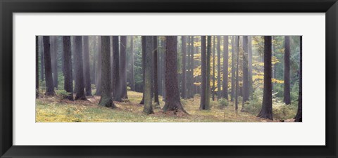 Framed Trees in the forest, South Bohemia, Czech Republic Print