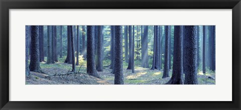 Framed Trees in a forest, South Bohemia, Czech Republic Print