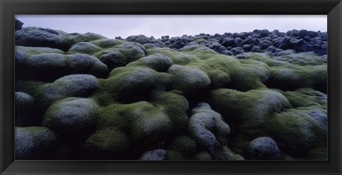 Framed Close-up of moss on rocks, Iceland Print