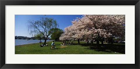 Framed Group of people in a garden, Cherry Blossom, Washington DC, USA Print