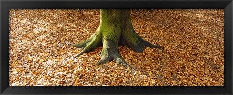 Framed Low section view of a tree trunk, Berlin, Germany Print