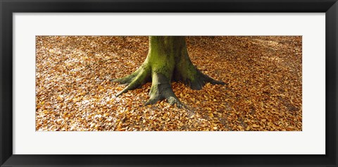 Framed Low section view of a tree trunk, Berlin, Germany Print