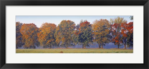 Framed Trees in a garden, South Bohemia, Czech Republic Print