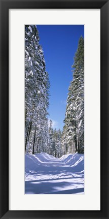 Framed Trees on both sides of a snow covered road, Crane Flat, Yosemite National Park, California (vertical) Print