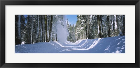 Framed Trees on both sides of a snow covered road, Crane Flat, Yosemite National Park, California (horizontal) Print