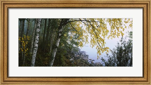 Framed Birch trees in a forest, Puumala, Finland Print