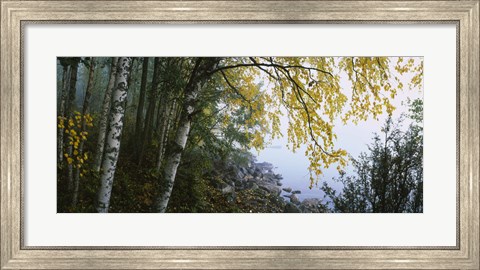 Framed Birch trees in a forest, Puumala, Finland Print