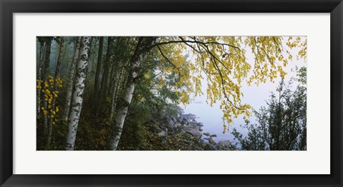 Framed Birch trees in a forest, Puumala, Finland Print