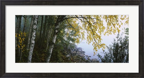 Framed Birch trees in a forest, Puumala, Finland Print