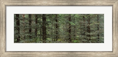 Framed Trees in a forest, Spruce Forest, Joutseno, Finland Print