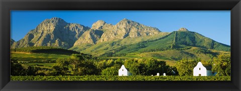 Framed Vineyard in front of mountains, Babylons Torren Wine Estates, Paarl, Western Cape, Cape Town, South Africa Print