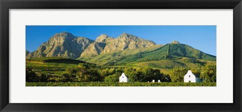 Framed Vineyard in front of mountains, Babylons Torren Wine Estates, Paarl, Western Cape, Cape Town, South Africa Print