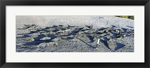 Framed Marine Iguanas on the beach, Galapagos Islands, Ecuador Print