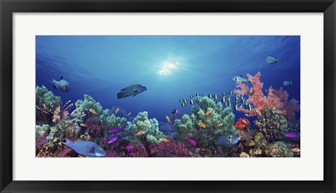 Framed School of fish swimming near a reef, Indo-Pacific Ocean Print