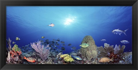 Framed School of fish swimming in the sea Print