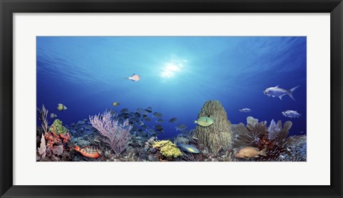 Framed School of fish swimming in the sea Print