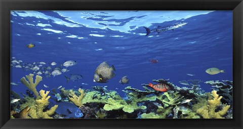 Framed School of fish swimming in the sea, Digital Composite Print