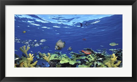 Framed School of fish swimming in the sea, Digital Composite Print