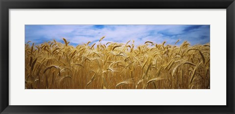 Framed Wheat crop growing in a field, Palouse Country, Washington State Print