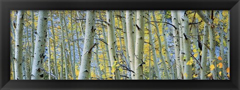 Framed Aspen trees in Spring, Rock Creek Lake, California Print