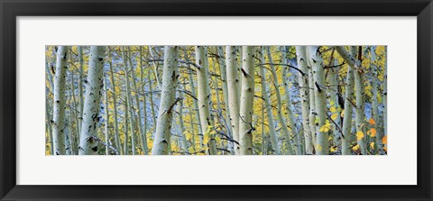 Framed Aspen trees in Spring, Rock Creek Lake, California Print