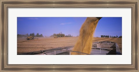 Framed Soybeans harvesting, Minnesota Print