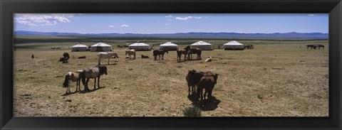 Framed Group of horses and yurts in a field, Independent Mongolia Print