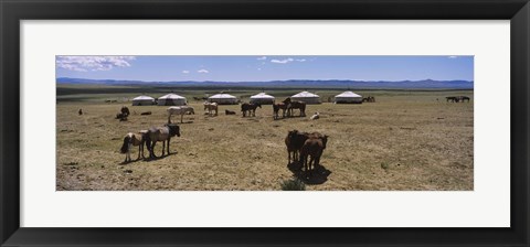 Framed Group of horses and yurts in a field, Independent Mongolia Print