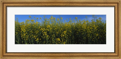 Framed Canola Flower Field in Edmonton Print