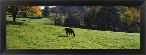 Framed Grazing Horses in Kent County Print