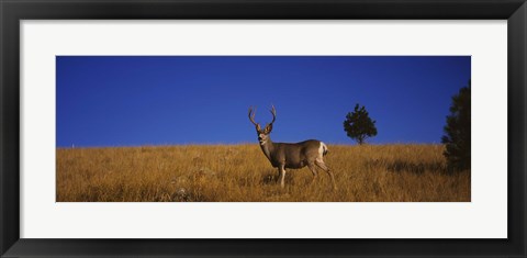 Framed Mule Deer in Field Print