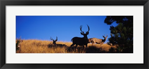 Framed Mule Deer Print