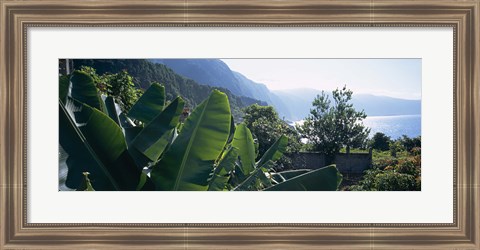 Framed Banana trees in a garden at the seaside, Ponta Delgada, Madeira, Portugal Print