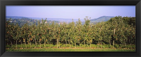 Framed Apple trees in an orchard, Weinsberg, Heilbronn, Stuttgart, Baden-Wurttemberg, Germany Print